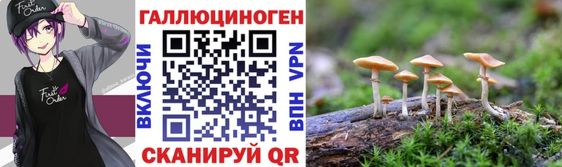 кракен маркетплейс  Губкин  Псилоцибиновые грибы Psilocybine cubensis 