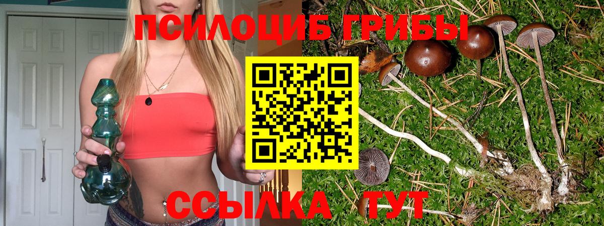 купить наркотик  Вход с VPN  Губкин  Галлюциногенные грибы Psilocybe 